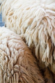 Close up of sheep wool background.