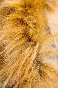 Animal fur texture,Close up of sheep wool.