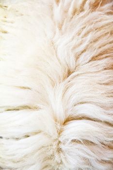 Animal fur texture,Close up of sheep wool.