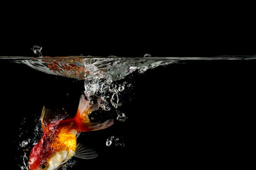 escape gold fish  splashing in water. over black 