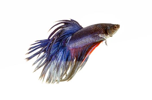 fighting fish, betta on white background 
