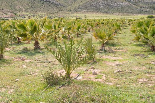 Baby palm trees in row on a plantation