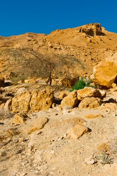Plants of the Negev Desert in Israel