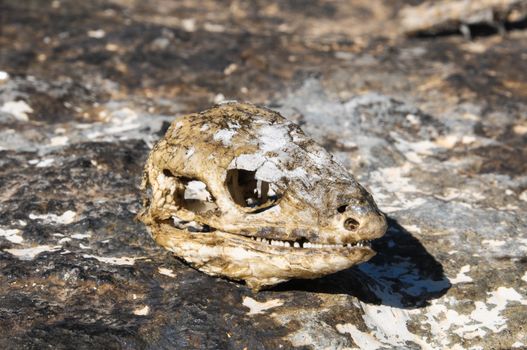 Canarian Dry Lizard Skull Bone in the Desert