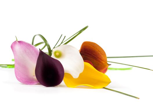 Five beautiful calla flowers isolated on white