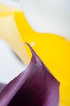 Macro shot of two callas, beautiful lines. Shallow depth of field.