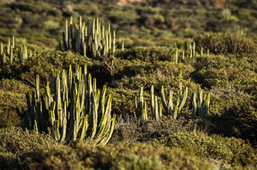 Cactus in the Desert at Sunset Tenerife South Canary Islands Spain