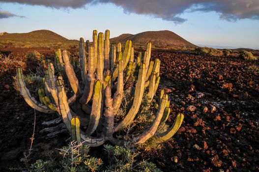 Cactus in the Desert at Sunset Tenerife South Canary Islands Spain