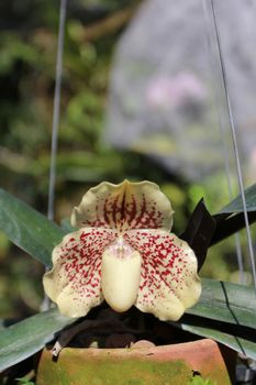 Paphiopedilum godefroyae, wild flower