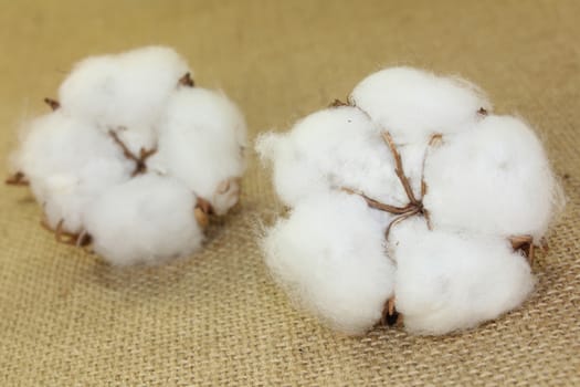 dried cotton flowers on brown jute