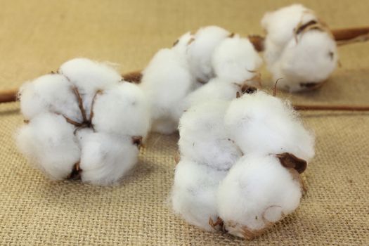 dried cotton flowers on brown jute