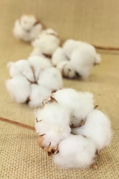 dried cotton flowers on brown jute