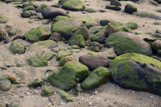 Fresh wet green natural moss on stone