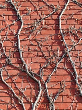 brick wall with vines on it at winter