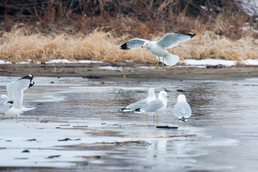 Seagull In Flight Against Blue frozen lake.