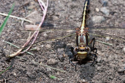 Common Darter Dragonfly standing on the ground
