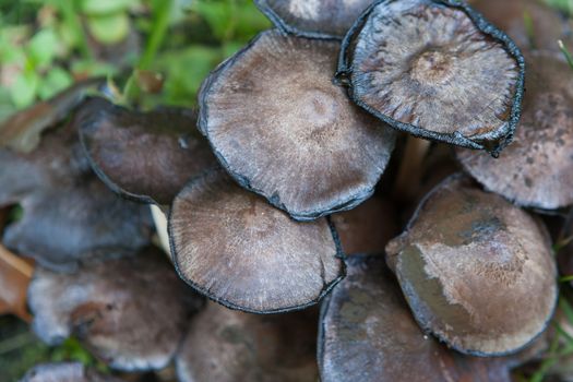 Wild mushrooms on a log in the woods