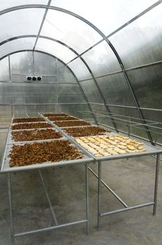 Solar greenhouse is a way of using the sun to heat greenhouse and crop drying sheds.