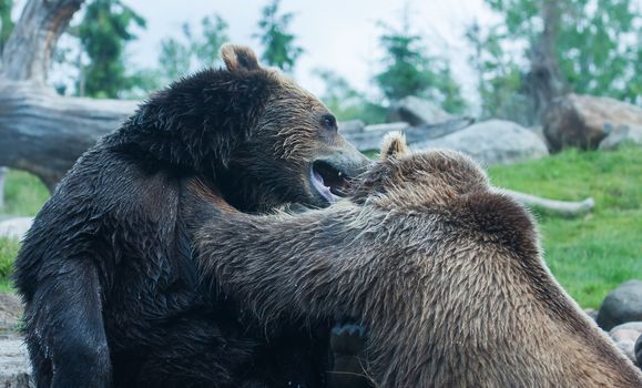 Two Grizzly (Brown) Bears Fighting and playing