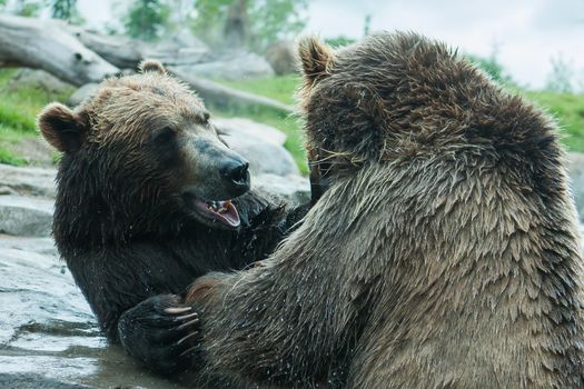 Two Grizzly (Brown) Bears Fighting and playing