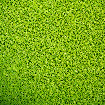 Duckweed covered on the water surface 