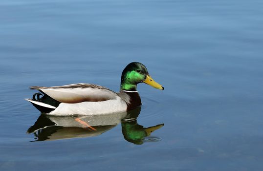 closeup of a mallard duck on the water