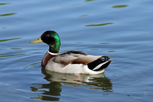 closeup of a mallard duck on the water