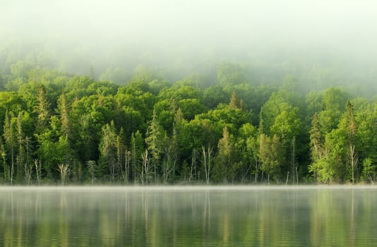 very calm lake and forest in the morning