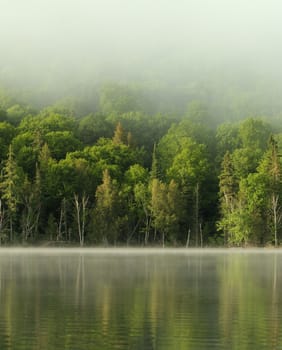 very calm lake and forest in the morning