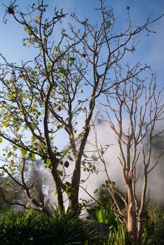 Fang Hot Spring National Park is part of Doi Pha Hom Pok National Park in Chiang Mai, Thailand (Filtered Images )