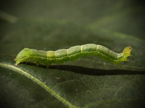 green caterpillar on a leaf close up