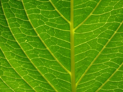 green leaf close up background