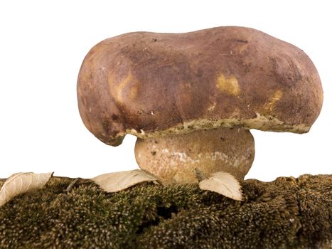 porcini mushrooms and moss isolated on white background