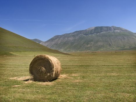 hay in a field