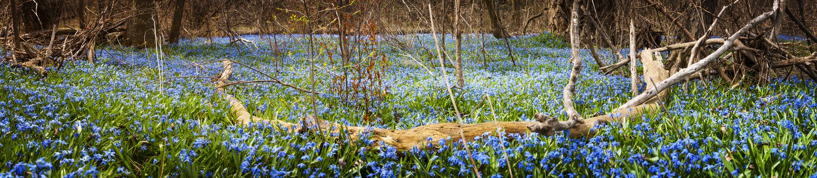 Panorama of early spring blue flowers glory-of-the-snow blooming in abundance on forest floor. Ontario, Canada.