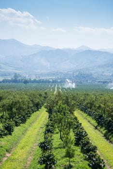 Thanatorn orange farm locate at Chiangmai,Thailand