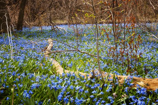 A carpet of early spring blue flowers glory-of-the-snow blooming in abundance on forest floor. Ontario, Canada.