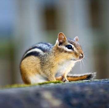 Wild chipmunk close up crouching on wooden log