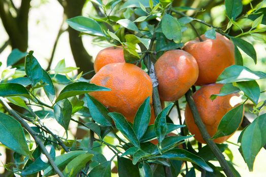 Orange trees with fruits on plantation,Thailand