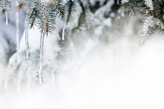 Christmas winter background with icicles hanging from spruce branches
