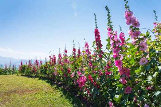 field of hollyhock (Althaea rosea) blossoms