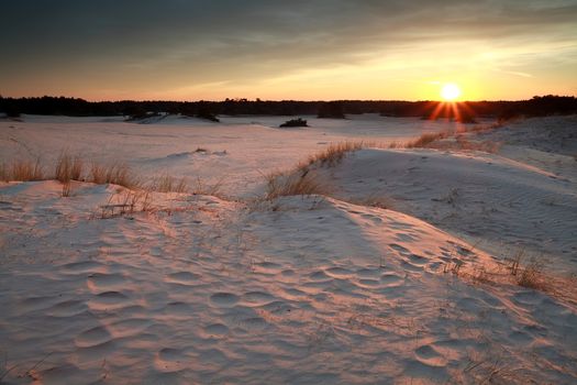 gold warm sunset over sand dunes, Gelderland, Netherlands