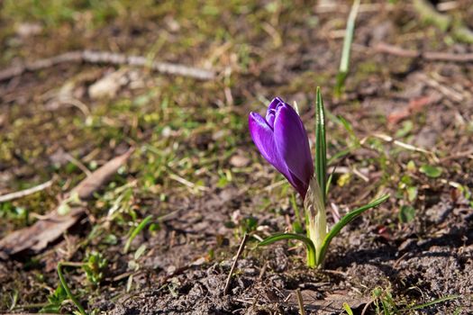 violet crocus flower in sunny spring day