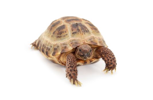 Russian Asian tortoise over white background