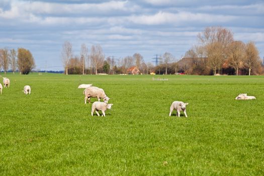 sheep and lambs on green pasture, Holland