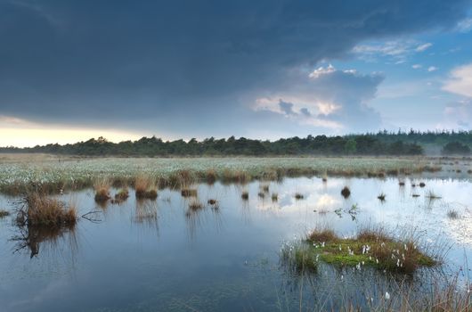 cloudy rainy sky reflected in swamp water, Netherlands