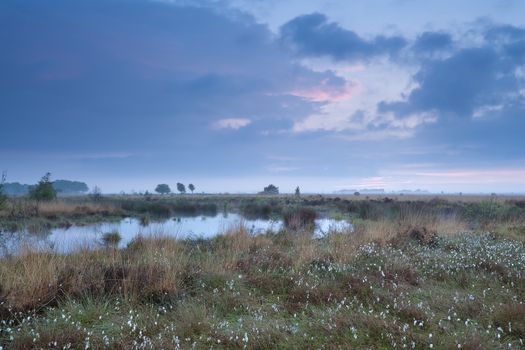 summer sunrise over swamp with cotton-grass