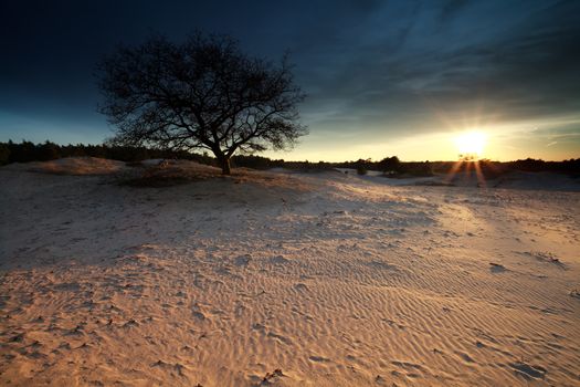 gold sunshine over sand dunes, Gelderland, Netherlands