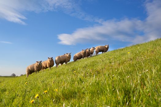 sheep herd on green summer pasture, Holland