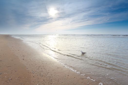 seagull in North sea waves on sand sunny beach, Holland